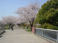 橋を渡って桜並木の遊歩道が始まります